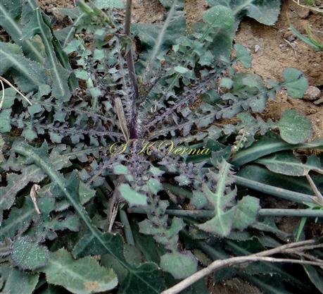  Plant (Basal part)